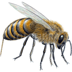蜂 ハチ